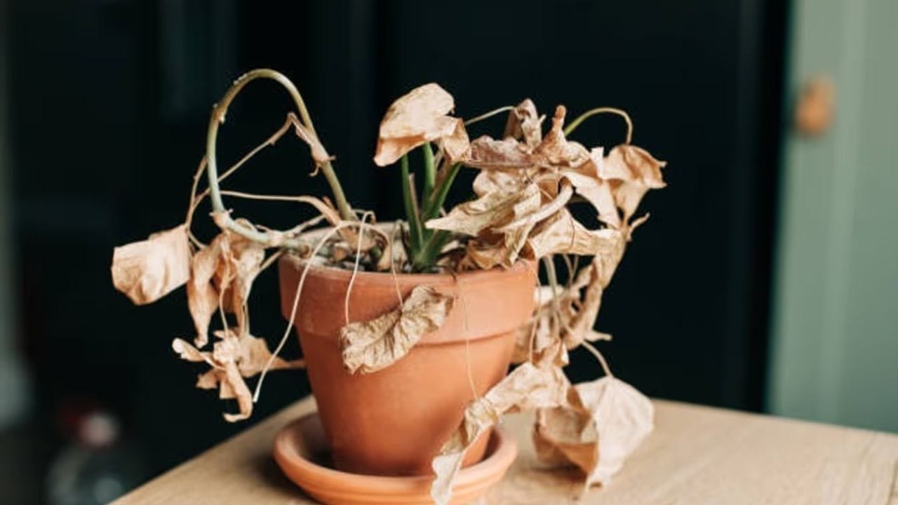 ઘરમાં ક્યારેય સુકાઈ ગયેલો મની પ્લાન્ટ ન રાખવો જોઈએ. વાસ્તુશાસ્ત્ર મુજબ, સુકાયેલો છોડ નકારાત્મકતા લાવે છે અને ધન ઘટવા લાગે છે. જો મની પ્લાન્ટના પાંદડા સુકાવા લાગે, તો તરત જ તેને દૂર કરવા જોઈએ.