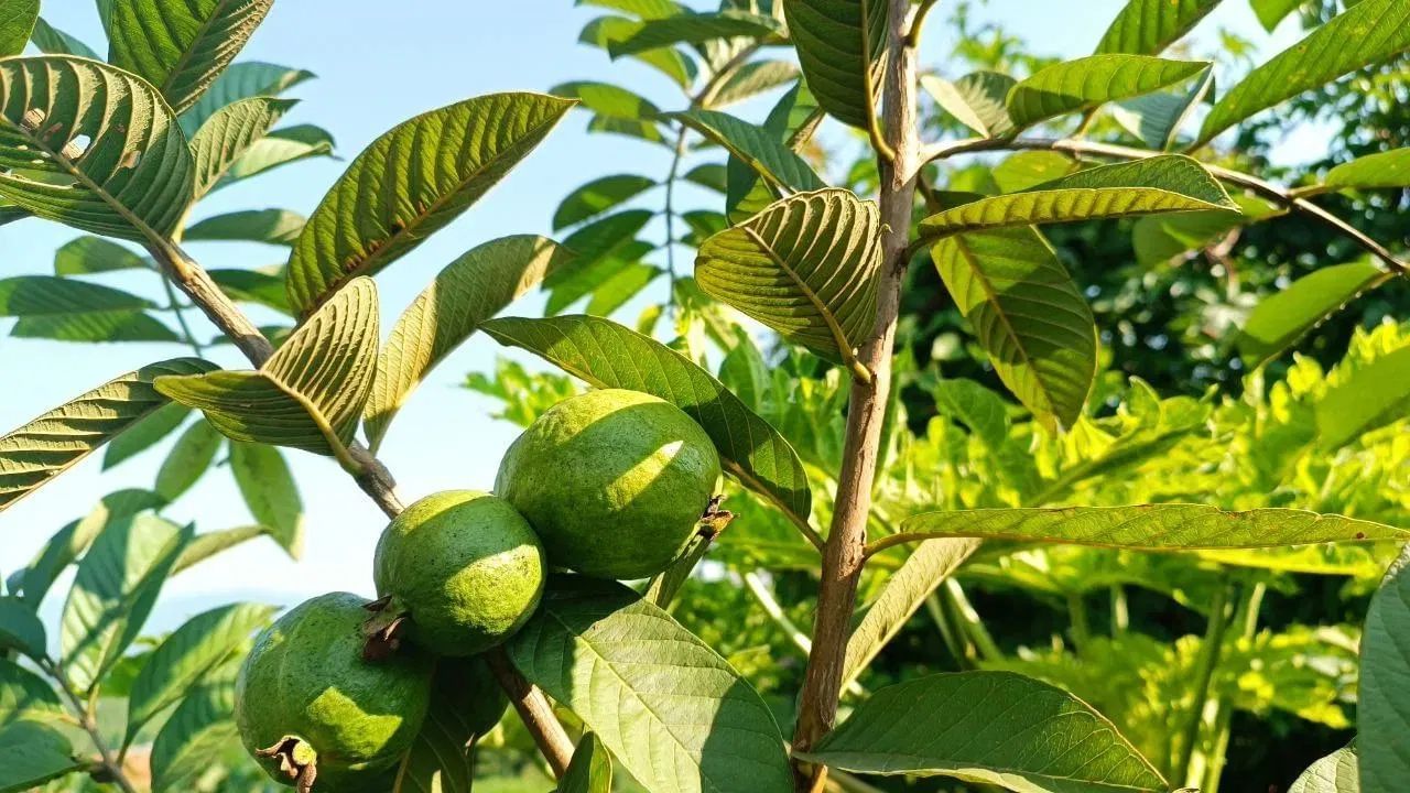 જામફળના પાંદડા - જામફળ વિટામિન C નો ઉત્તમ સ્ત્રોત છે. જામફળના પાંદડામાં ગેલિક એસિડ, કેટેચીન, એપિકેટેચીન અને ક્લોરોજેનિક એસિડ જેવા ફાયટોકેમિકલ્સ નોંધપાત્ર માત્રામાં હોય છે. તેથી, તેના પાંદડાનો અર્ક સ્વાસ્થ્ય માટે ખૂબ ફાયદાકારક છે. તેમાં લિપિડ ઘટાડવા, ડાયાબિટીસ અને લીવરને સ્વસ્થ રાખવા જેવા ફાયદા છે.