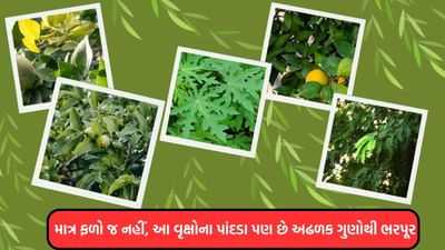 તમારા રોજિંદા જીવનમાં ફળોનો સમાવેશ કરવો જરૂરી છે કારણ કે ફળો તમારા રોજિંદા આહારમાંથી તમારા શરીરમાં જે પોષણનો અભાવ છે તે પૂરું પાડે છે. વિવિધ પ્રકારના ફળો ઘણા સૂક્ષ્મ પોષકતત્ત્વોનો ભંડાર છે. વિટામિનથી લઈને ખનિજો અને વનસ્પતિ સંયોજનો સુધી, તેઓ સારા સ્વાસ્થ્યને જાળવવામાં મદદ કરે છે. આ લેખમાં, આપણે પાંચ વૃક્ષો વિશે જાણીશું જેના ફળો તમારા સ્વાસ્થ્ય માટે વરદાનરૂપ માનવામાં આવે છે. તેમના પાંદડા પણ અસંખ્ય ગુણધર્મોથી સમૃદ્ધ છે અને સ્વાસ્થ્ય માટે અત્યંત ફાયદાકારક છે.