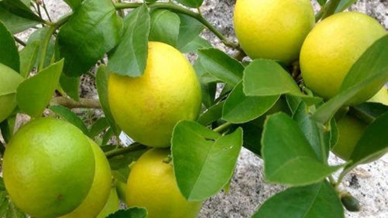 લીંબુના પાન - લીંબુ વિટામિન C નો ઉત્તમ સ્ત્રોત છે. તેમાં પોટેશિયમ અને B6 પણ સારી માત્રામાં હોય છે, જ્યારે તેના પાન માઇગ્રેનથી પીડાતા લોકો માટે ફાયદાકારક છે.