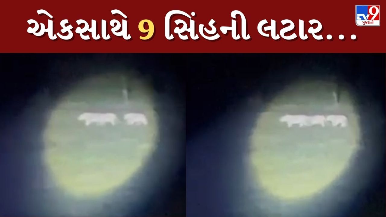 Amreli : ખાંભા ગીરના રેવન્યુ વિસ્તારમાં 9 સિંહની લટાર, ખેડૂતોમાં ફફડાટનો માહોલ, સોશિયલ મીડિયા પર વાયરલ થયો Video