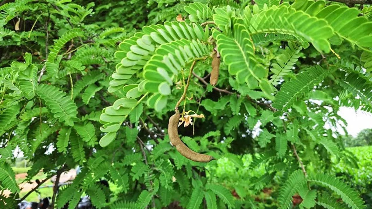 આમલીના પાંદડા - બાળપણમાં, તમે આમલી તેમજ તેના પાંદડા ખાધા હશે, જે ખાટા હોય છે. આ પાંદડા માત્ર સ્વાદિષ્ટ જ નથી પણ પોષક તત્વોથી ભરપૂર પણ છે. આમલીની સાથે, આ વૃક્ષના પાંદડાનો ઉપયોગ ઝાડા, કબજિયાત અને તાવ જેવી સ્વાસ્થ્ય સમસ્યાઓની સારવાર માટે ઔષધીય રીતે કરવામાં આવતો હતો. જો કે, આમલીના પાંદડા વધુ પડતા ન ખાવા જોઈએ.