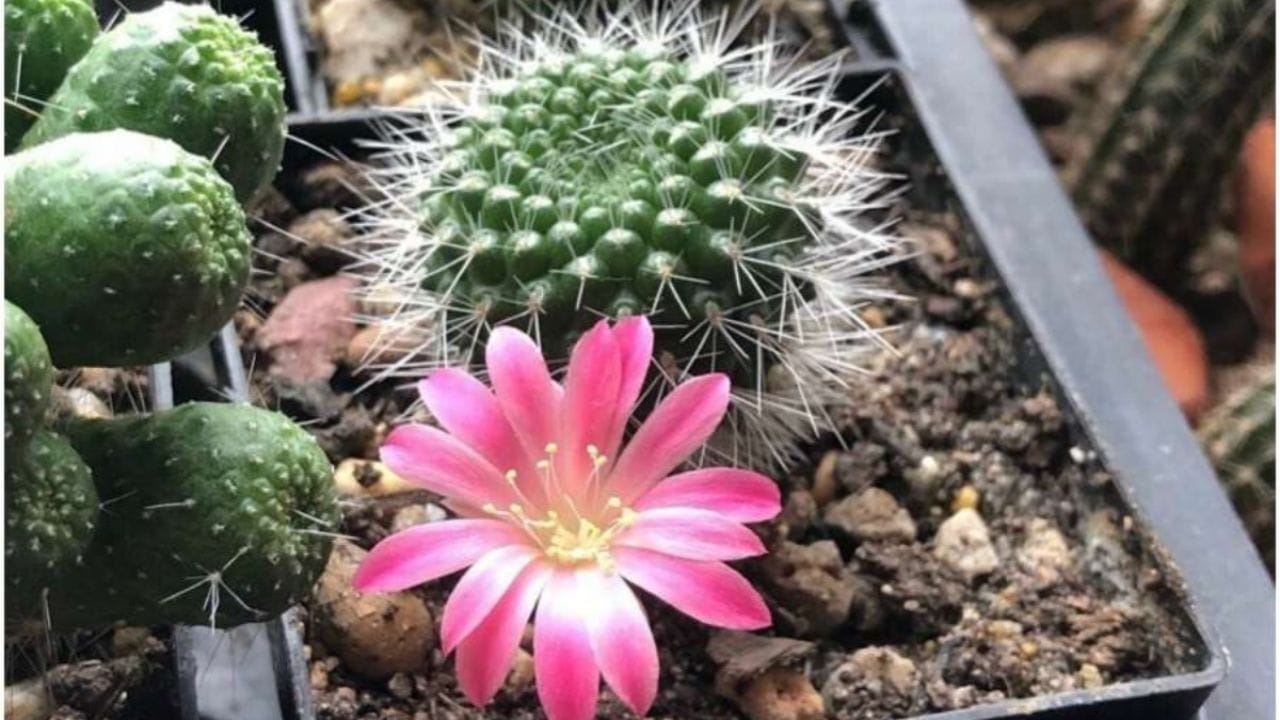 વ્યક્તિએ ઘરમાં ક્યારેય કાંટાવાળા છોડ પસંદ ન કરવા જોઈએ. એવું કહેવાય છે કે કાંટાવાળા છોડ ઘરમાં ઝઘડા લાવે છે અને નકારાત્મક ઉર્જા વધારે છે. (Disclaimer : ઉપરોક્ત આપેલી જાણકારી વાસ્તુશાસ્ત્ર અને જ્યોતિષ શાસ્ત્રમાં આપેલી માહિતીના આધારે લેવામાં આવી છે. TV9 ગુજરાતી તેની પુષ્ટી કરતું નથી.)