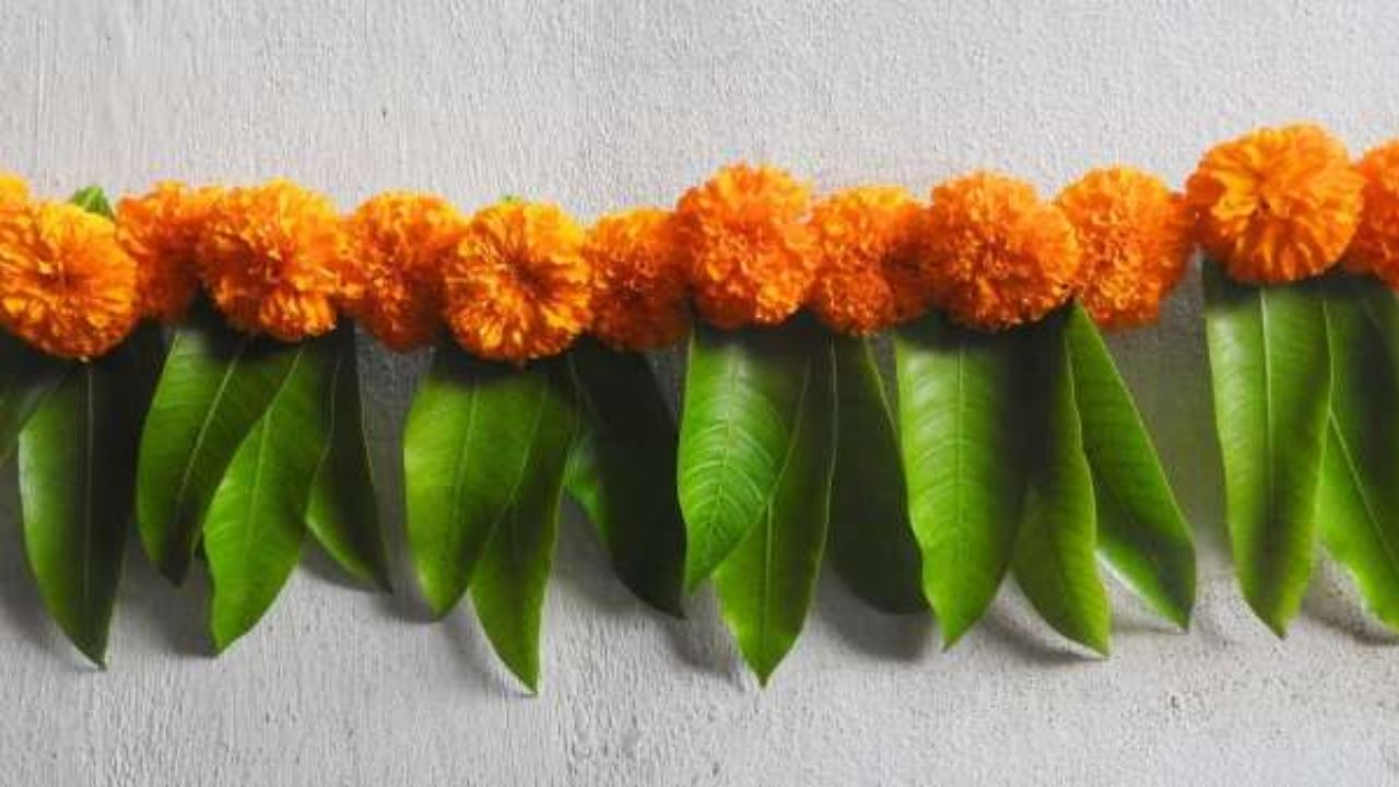 વાસ્તુ શાસ્ત્ર મુજબ એવું માનવામાં આવે છે કે તમારા ઘરના મુખ્ય પ્રવેશદ્વાર પર અસોપાલવના પાનનું તોરણ લગાવો છો તો નકારાત્મક ઉર્જા તમારા ઘરથી દૂર રહે છે અને ઘરમાં સકારાત્મક ઉર્જા જળવાઈ રહે છે.