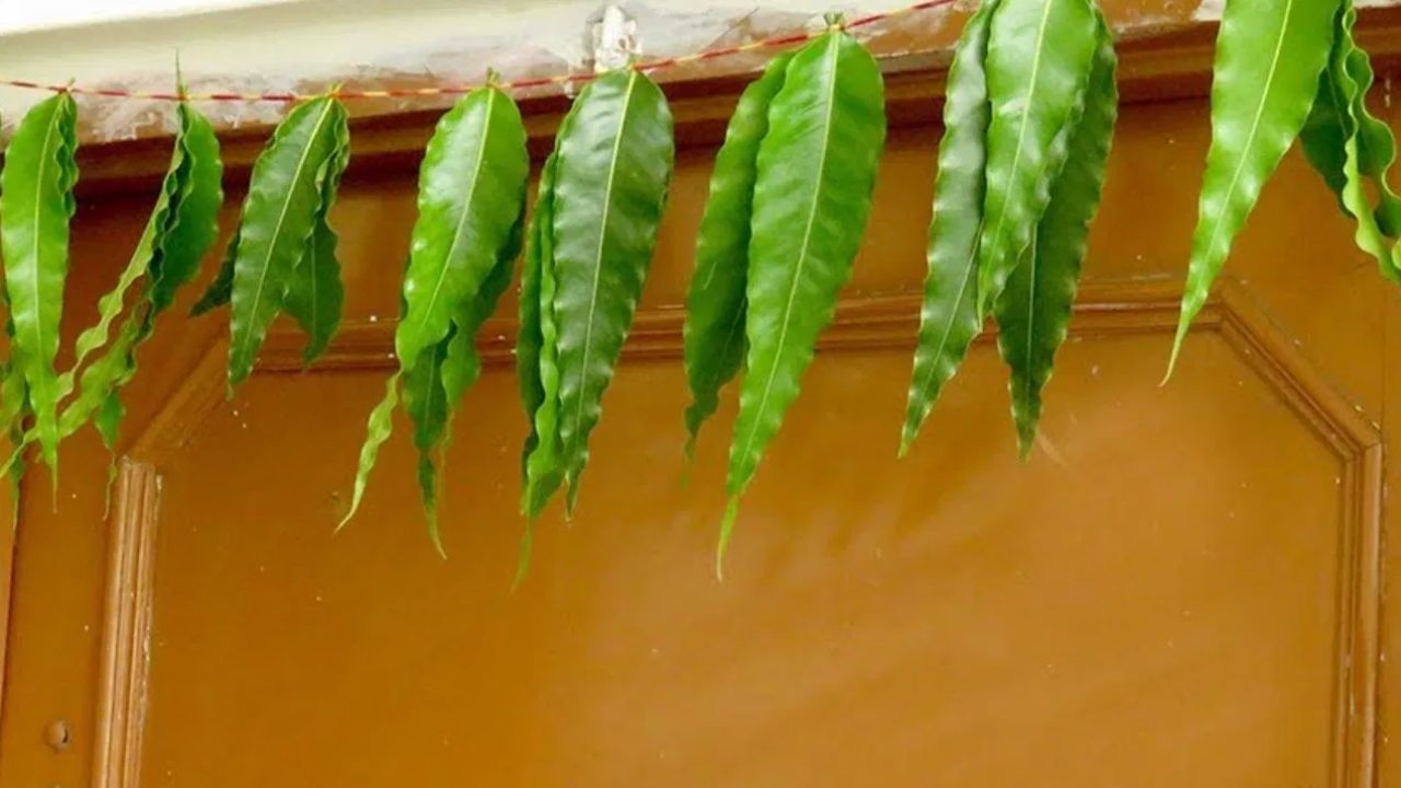 એવું માનવામાં આવે છે કે અસોપાલવના પાનનું તોરણ ઘરમાં ધન, સમૃદ્ધિ અને સુખાકારી લાવે છે.