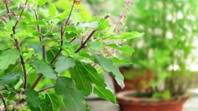 તુલસીનો છોડ ઘર માટે ખૂબ જ શુભ માનવામાં આવે છે અને તેની યોગ્ય રીતે કાળજી લેવી જરૂરી છે. વાસ્તુ શાસ્ત્રમાં દર્શાવેલ બાબતોને ધ્યાનમાં રાખીને, તુલસી પાસે કયા છોડ ન લગાવવા જોઈએ તેના પર ખાસ ધ્યાન આપવાની જરૂર છે. તુલસીનો છોડ ભારતીય ઘરોમાં ખૂબ જ પવિત્ર અને મહત્વપૂર્ણ માનવામાં આવે છે. 