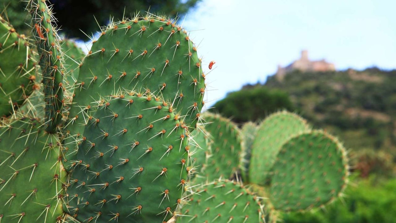 કાંટાવાળા છોડ: કાંટાવાળા છોડ જેમ કે કેક્ટસ અથવા ગુલાબનો છોડ તુલસી પાસે ન લગાવવા જોઈએ. કાંટાવાળા છોડ નકારાત્મક ઉર્જા ઉત્પન્ન કરે છે, જે તુલસીની સકારાત્મક ઉર્જાને અસર કરી શકે છે. આ ઉપરાંત, કાંટાવાળા છોડ ઘરના સભ્યોમાં મતભેદ અને તણાવ પણ પેદા કરી શકે છે.