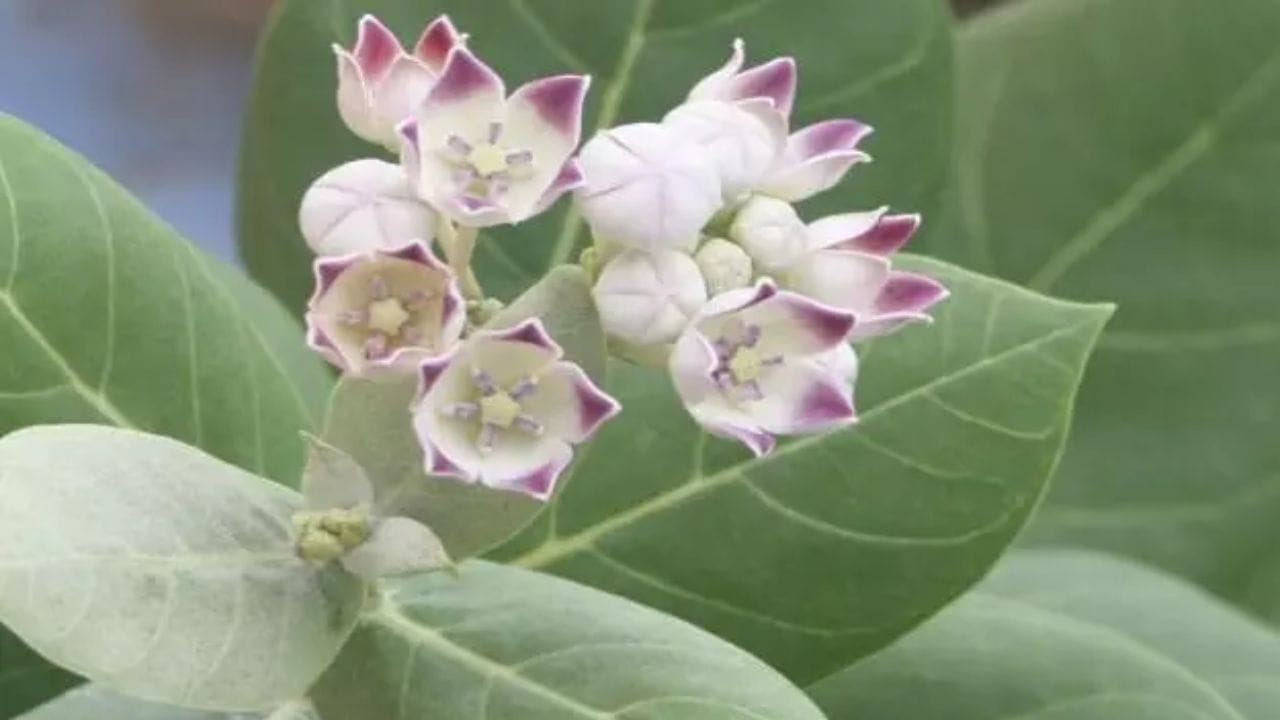 દૂધ આપનારા છોડ: વાસ્તુ શાસ્ત્ર અનુસાર, તુલસી પાસે આકડો (મદાર) જેવા દૂધ આપનારા છોડ કે અન્ય કોઈ છોડ લગાવવાની મનાઈ છે. આ છોડમાંથી નીકળતું દૂધ ઘરમાં વાસ્તુ દોષ પેદા કરી શકે છે અને તેનાથી ઘરના સભ્યોના સ્વાસ્થ્ય પર ખરાબ અસર પડી શકે છે.