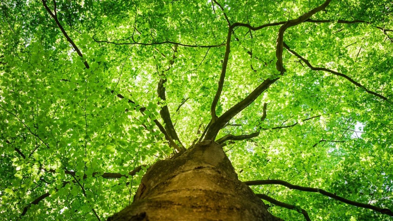 મોટા અને ગાઢ છોડ: પીપળ, વડ કે અન્ય કોઈ છોડ જેવા મોટા અને ગાઢ છોડ તુલસીના છોડ પાસે ન લગાવવા જોઈએ. આ છોડનો પડછાયો તુલસી પર પડે છે, જે વાસ્તુ અનુસાર શુભ માનવામાં આવતું નથી. તુલસીનો છોડ હંમેશા ખુલ્લી જગ્યાએ લગાવવો જોઈએ જેથી તેને પૂરતો સૂર્યપ્રકાશ અને તાજી હવા મળી શકે.