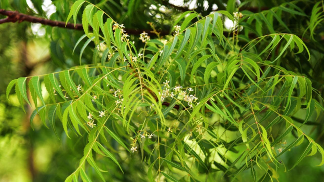 કડવા ફળવાળા છોડ: વાસ્તુ શાસ્ત્ર અનુસાર, લીમડો કે કારેલા જેવા કડવા ફળવાળા છોડ તુલસીની નજીક ન લગાવવા જોઈએ. આ છોડ નકારાત્મક ઉર્જા પણ આકર્ષે છે અને તુલસીની સકારાત્મકતાને નબળી પાડી શકે છે. આ સાથે, આ છોડ તુલસીના સ્વાસ્થ્યને પણ અસર કરે છે.