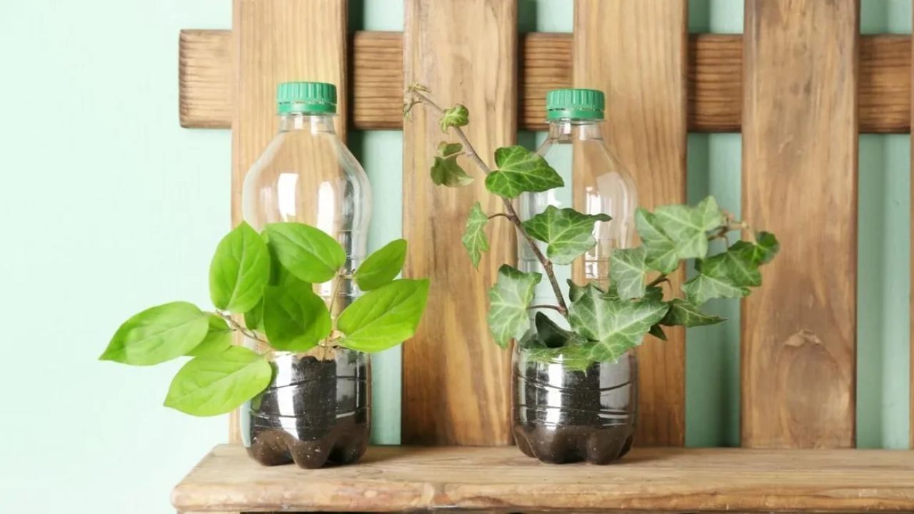 જે છોડને ખૂબ પાણીની જરૂર હોય: જે છોડને ખૂબ પાણીની જરૂર હોય છે તે છોડ તુલસીની નજીક ન વાવવા જોઈએ. વધુ પડતું પાણી તુલસી માટે સારું નથી, અને જો તે છોડને વધુ પાણીની જરૂર હોય છે તેની નજીક વાવવામાં આવે તો તુલસીનો છોડ બગડી શકે છે.