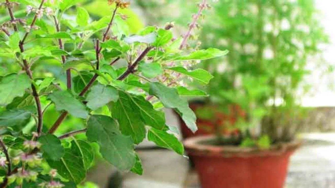 આપણા સનાતન ધર્મમાં તુલસીના છોડનું ખૂબ મૂલ્ય છે. દરેક ઘરોમાં તુલસીની પૂજા કરવામાં આવે છે, તેથી સાંજે તુલસીના છોડનું દાન કરવું પ્રતિબંધિત છે. વાસ્તુ નિષ્ણાતોના મતે, આ ભૂલ તમને ઘણી મુશ્કેલીઓમાં નાખી શકે છે.