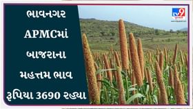APMC Market Rates: ભાવનગર APMCમાં બાજરાના મહત્તમ ભાવ રૂપિયા 3690 રહ્યા