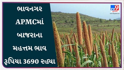 APMC Market Rates: ભાવનગર APMCમાં બાજરાના મહત્તમ ભાવ રૂપિયા 3690 રહ્યા