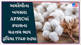 APMC : અમરેલીના બગસરા APMCમાં કપાસના મહત્તમ ભાવ રૂપિયા 7740 રહ્યા