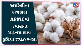 APMC Market Rates : અમરેલીના બગસરા APMCમાં કપાસના મહત્તમ ભાવ રૂપિયા 7740 રહ્યા, જાણો જુદા-જુદા પાકના ભાવ