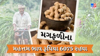 APMC: સુરેન્દ્રનગરના હળવદ APMCમાં મગફળીના મહત્તમ ભાવ રૂપિયા 6075 રહ્યા