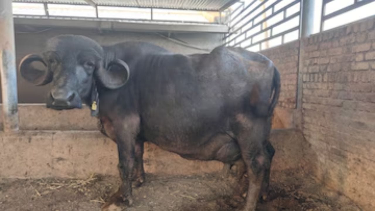 ગુજરાતમાં સૌરાષ્ટ જાફરાબાદી જાતિની ભેંસ જોવા મળે છે અને તેને જંગલી ભેંસ તરીકે પણ ઓળખવામાં આવે છે. આ ભેંસ તેના માથા અને શિંગડા વચ્ચેના જોડાણ દ્વારા ઓળખાય છે, કારણ કે શિંગડા માથાથી નીચે તરફ ત્રાંસા હોય છે. જાફરાબાદી ભેંસ ખૂબ જ શક્તિશાળી છે. તેના દૂધમાં 7-8 ટકા ચરબી હોય છે અને તે દરરોજ 25-30 લિટર દૂધ ઉત્પન્ન કરે છે.