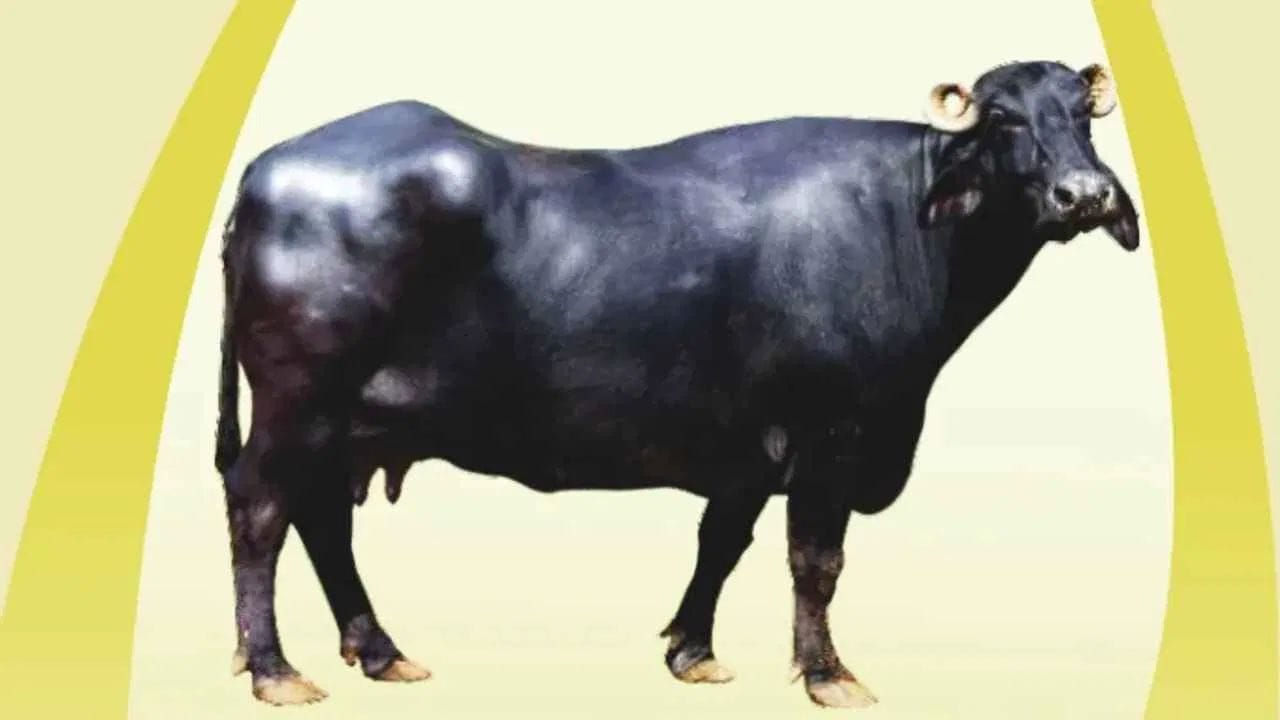 લોકો વિવિધ પ્રકારની ભેંસો ઉછેરે છે. સારા દૂધ ઉત્પાદન માટે યોગ્ય જાતિની પસંદગી પણ જરૂરી છે. ભેંસ ઉછેરનારાઓએ જાણવું જોઈએ કે આ ભેંસોની વિશેષતાઓ એવી છે કે તમે તેમનું દૂધ વેચીને ધનવાન બની શકો છો. તેથી, આ ભેંસોની જાતિઓ જાણવી મહત્વપૂર્ણ છે: મુર્રાહ, જાફરાબાદી, મહેસાણા અને સુરતી. આ પાંચ જાતિની ભેંસોને ઉછેરીને તેમના દૂધનું વેચાણ કરીને નફો મેળવી શકાય છે.