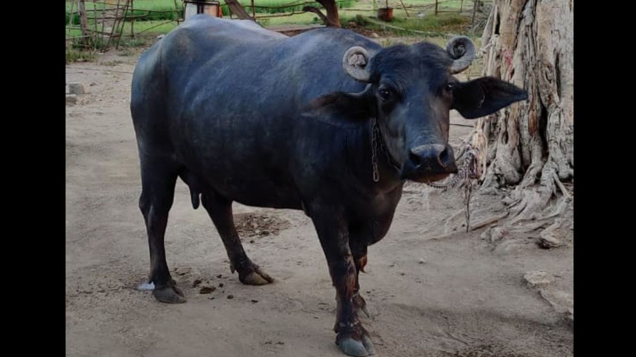 સુરતી જાતિની ભેંસ મધ્યમ કદની છે અને ઓછી ચારાનો ઉપયોગ કરે છે, જેના કારણે તે ખેડૂતો માટે ખૂબ જ નફાકારક બને છે. આ ભેંસ દરરોજ 8-10 લિટર દૂધ ઉત્પન્ન કરે છે, જેના કારણે તેનો ડેરી વ્યવસાયમાં વ્યાપકપણે ઉપયોગ થાય છે.સુરતી ભેંસ તેના કાળા અને ભૂરા શરીર અને દાતરડા આકારના શિંગડા દ્વારા ઓળખાય છે.