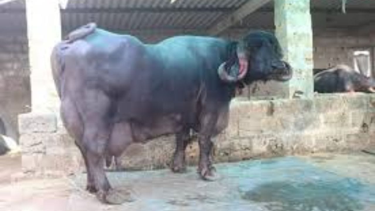 મહેસાણા જાતિની ભેંસ કાળી અને ભૂરા રંગની હોય છે. ભેંસની આ જાતિ તેના રંગ દ્વારા ઓળખાય છે. તે મુર્રાહ ભેંસ કરતા ઊંચી હોય છે અને દૂધ ઉત્પાદન માટે ખૂબ સારી માનવામાં આવે છે. મહેસાણી ભેંસ દરરોજ 6-7 લિટર દૂધ ઉત્પન્ન કરે છે. તેની કિંમત 50,000 થી 90,000 રૂપિયા સુધીની હોય છે, જે પ્રદેશના આધારે બદલાય છે.