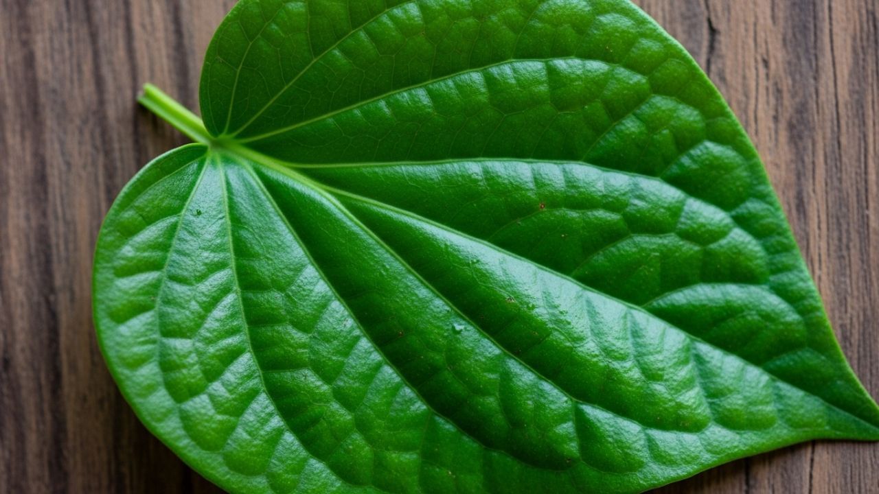 શું તમે જાણો છો તે તેના તીખા સ્વાદ અને ઔષધીય ગુણધર્મો માટે જાણીતું છે? તેમાં એન્ટીઑકિસડન્ટ, એન્ટીબેક્ટેરિયલ અને બળતરા વિરોધી ગુણધર્મો છે, જે તેને સ્વાસ્થ્ય માટે ફાયદાકારક બનાવે છે. દક્ષિણ એશિયામાં, ભોજન પછી નાગરવેલ ચાવવું એક પરંપરા છે, જે મોંને તાજગી આપે છે અને પાચનમાં મદદ કરે છે.