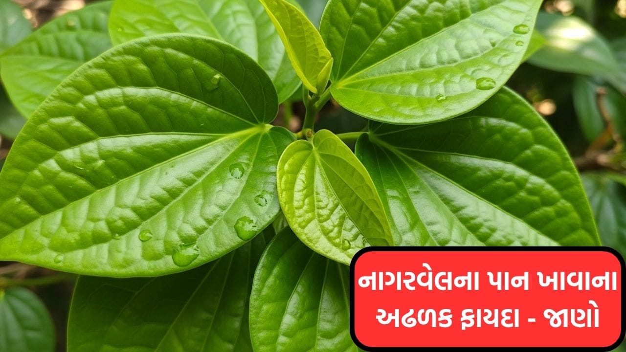 નાગરવેલનું પાન, જેને નાગરવેલ અથવા પાઇપર પાન તરીકે પણ ઓળખવામાં આવે છે, તે ભારતીય સંસ્કૃતિમાં એક પ્રાચીન અને મહત્વપૂર્ણ ઔષધિ છે. આયુર્વેદમાં તેના ઔષધીય ગુણધર્મોનો ઉલ્લેખ કરવામાં આવ્યો છે, અને રાજાઓ અને સમ્રાટો પ્રાચીન સમયથી તેને ચાવતા આવ્યા છે. નાગરવેલનું પાન માત્ર સાંસ્કૃતિક મહત્વ જ નથી રાખતું પણ સ્વાસ્થ્ય માટે વરદાન પણ છે. આ પાન દુખાવા, સોજો, પાચન, ત્વચા અને માનસિક સ્વાસ્થ્ય જેવી ઘણી સમસ્યાઓથી રાહત આપે છે.