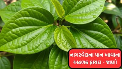 નાગરવેલનું પાન, જેને નાગરવેલ અથવા પાઇપર પાન તરીકે પણ ઓળખવામાં આવે છે, તે ભારતીય સંસ્કૃતિમાં એક પ્રાચીન અને મહત્વપૂર્ણ ઔષધિ છે. આયુર્વેદમાં તેના ઔષધીય ગુણધર્મોનો ઉલ્લેખ કરવામાં આવ્યો છે, અને રાજાઓ અને સમ્રાટો પ્રાચીન સમયથી તેને ચાવતા આવ્યા છે. નાગરવેલનું પાન માત્ર સાંસ્કૃતિક મહત્વ જ નથી રાખતું પણ સ્વાસ્થ્ય માટે વરદાન પણ છે. આ પાન દુખાવા, સોજો, પાચન, ત્વચા અને માનસિક સ્વાસ્થ્ય જેવી ઘણી સમસ્યાઓથી રાહત આપે છે.