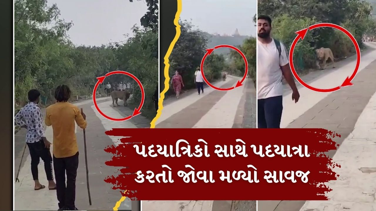 પાલિતાણાના શેત્રુંજી પર્વત પર પદયાત્રિકો સાથે પદયાત્રા કરતો જોવા મળ્યો સાવજ, જુઓ Video