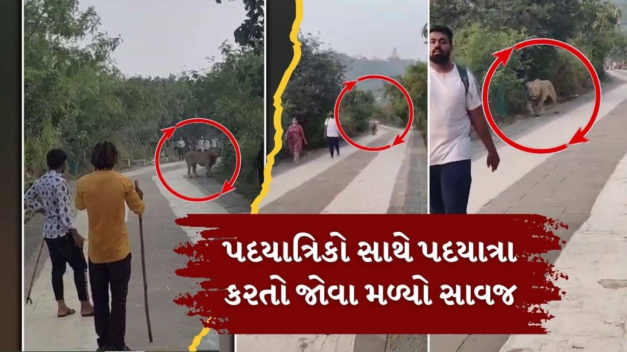 પાલિતાણાના શેત્રુંજી પર્વત પર પદયાત્રિકો સાથે પદયાત્રા કરતો જોવા મળ્યો સાવજ, જુઓ Video