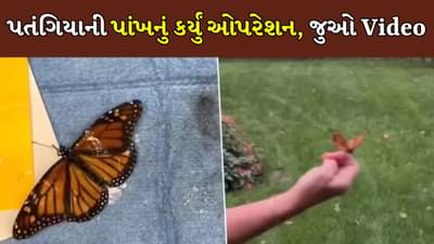 પતંગિયાને મળી નવી લાઈફ! ઈજાગ્રસ્ત પતંગિયાનું કરાયુ રેસ્ક્યુ, ટ્રાન્સપ્લાન્ટ કરીને આપી નવી પાંખ, જુઓ વીડિયો