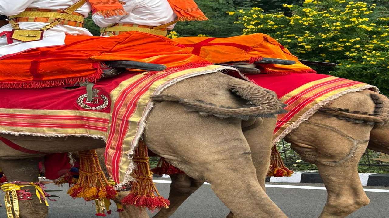  સામાન્ય રીતે પ્રતિદિન 10 કિલો ચારો અને 2 કિલો ચણા સહિતના કઠોળ મિશ્રિત ખોળ આપવામાં આવે છે. તેની પૂંછડીના વાળને સુંદર રીતે કાપી ડીઝાઇન આપવામાં આવે અને બાદમાં પરેડમાં લઈ જવામાં આવે છે. 26 મી જાન્યુઆરી, 15 મી ઓગસ્ટ બાદ હવે એકતા પરેડમાં પણ આ ઊંટ દળ ભાગ લેતું હોવાથી તે આકર્ષણનું કેન્દ્ર બને છે.
