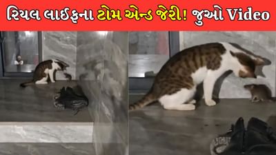 રિયલ લાઈફના ટોમ એન્ડ જેરી! બિલાડી ઉંદરને થપ્પડ પર થપ્પડ મારે છે, વીડિયો જોઈને તમે પણ હસીને લોટ પોટ થઈ જશો