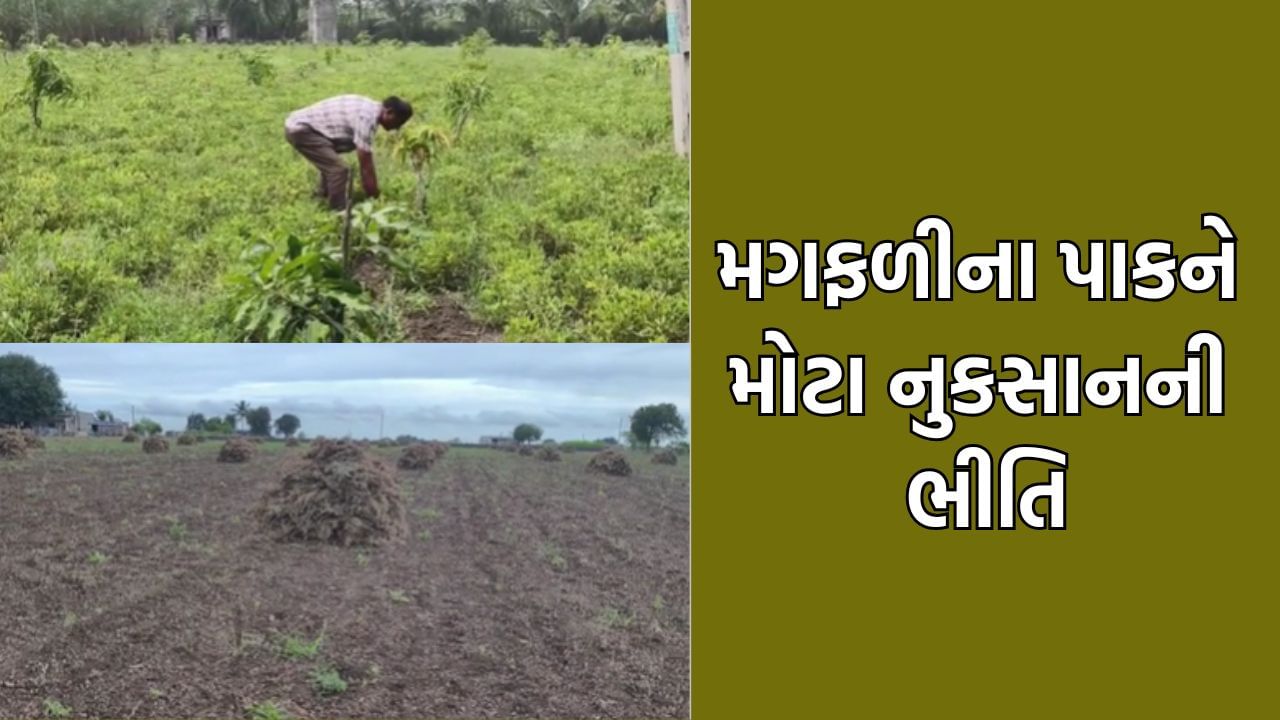 માવઠાની આગાહીથી ચિંતામાં મુકાયા સૌરાષ્ટ્રના ખેડૂતો, મગફળીનો પાક લેવા સમયે જ વરસાદના એંધાણથી મોટા નુકસાનની ભીતિ- Video