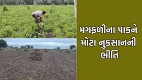 માવઠાની આગાહીથી ગીરસોમનાથ અને જુનાગઢના ખેડૂતો ચિંતામાં મુકાયા