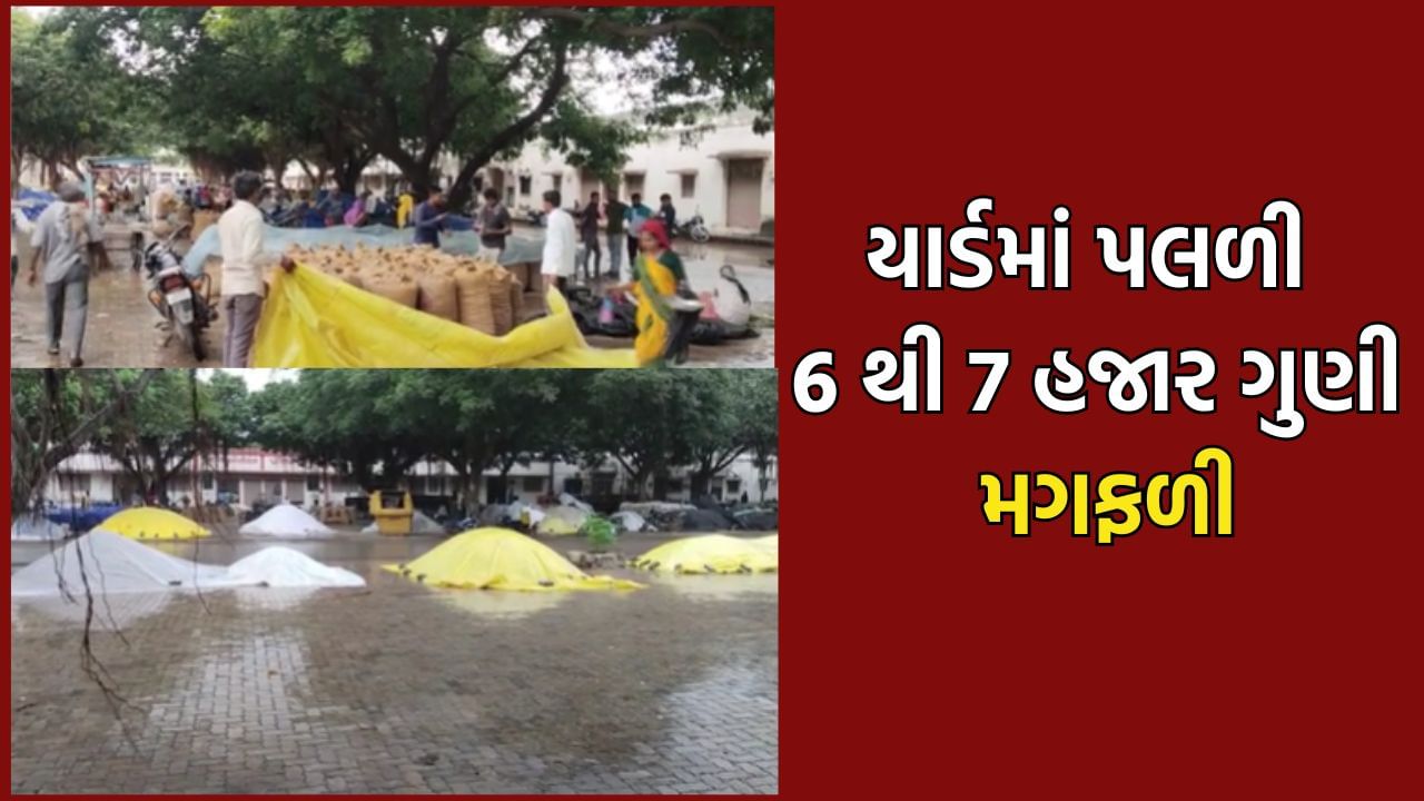 મહુવામાં અચાનક ખાબકેલા વરસાદે ખેડૂતોને રડાવ્યા, માર્કેટ યાર્ડમાં 6 થી 7 હજાર ગુણી મગફળી પલળી જતા મોટુ નુકસાન- Video