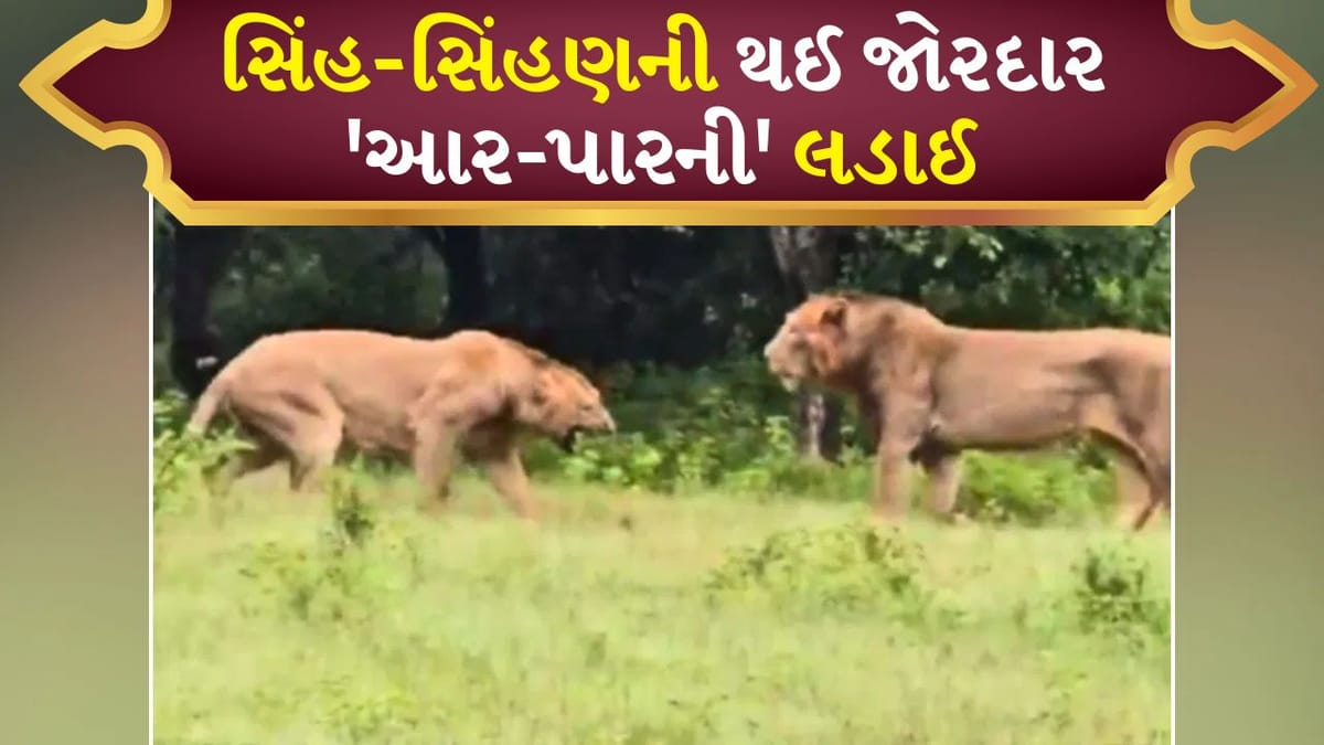 સિંહ-સિંહણની થઈ જોરદાર 'આર-પારની' લડાઈ, દ્રશ્ય કેમેરામાં થયું કેદ, લોકોએ કહ્યું- કહાની હર ઘર કી
