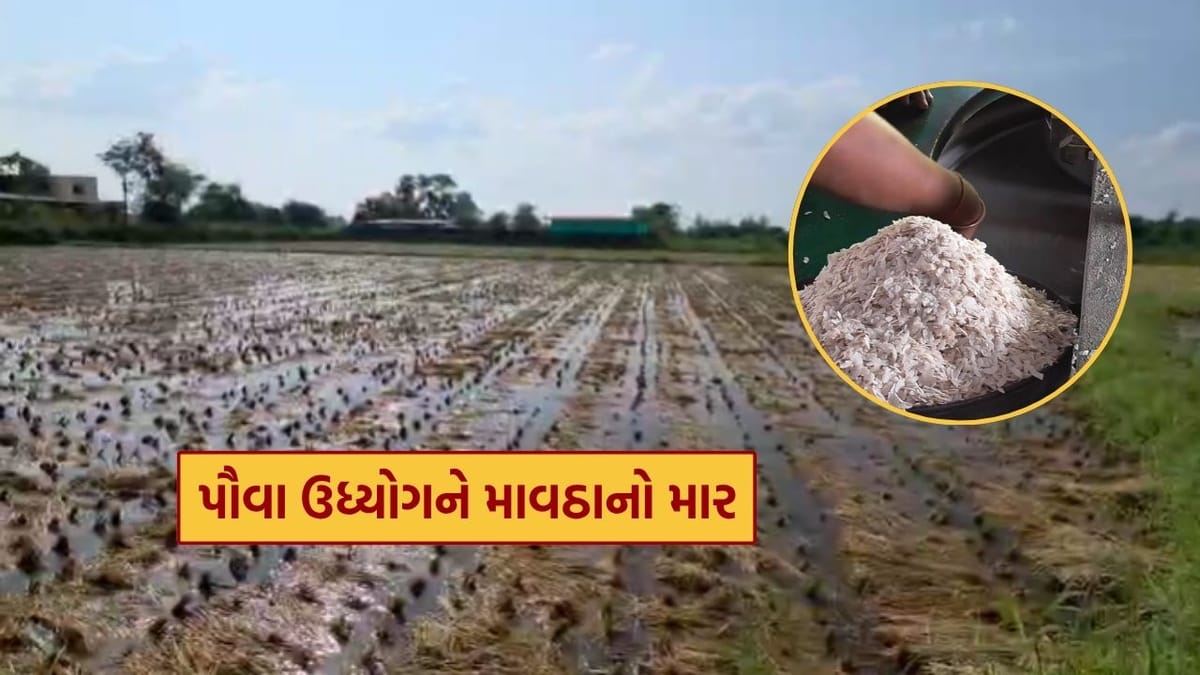 દક્ષિણ ગુજરાતમાં માવઠાનો કહેર, ડાંગર બગડતા પૌવા ઉદ્યોગને સીધી અસર, જુઓ Video