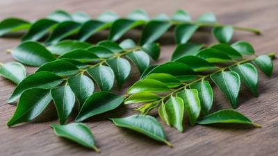 જો તમે દરરોજ સવારે ખાલી પેટે 8-10 મીઠા લીમડાના પત્તા ખાઓ છો, તો તમે તમારા સ્વાસ્થ્યમાં ખાસ સુધારો જોઈ શકો છો. દરરોજ સવારે ખાલી પેટે 4-5 મીઠા લીમડાના પત્તા ચાવવાએ પાચનતંત્ર માટે અમૃત સમાન છે. આ પાંદડામાં હાજર ફાઇબર અને એન્જાઈમ પેટમાં ડાઈજેસ્ટિવ રસના સ્ત્રાવને વધારે છે, જે પાચનમાં સુધારો કરે છે. આનાથી કબજિયાત, અપચો, એસિડિટી અને ગેસ જેવી સમસ્યાઓથી રાહત મળી જાય છે. આ પત્તાને નિયમિતપણે ખાવાથી પેટ સાફ થાય છે અને આંતરડાના સ્વાસ્થ્યમાં સુધારો થાય છે.