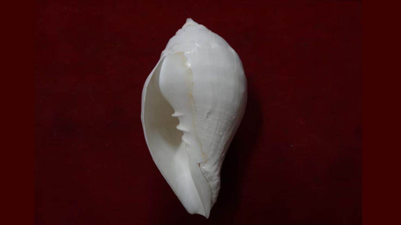 શંખ: ઘરમા સકારાત્મક ઉર્જા લાવે છે. સફેદ શંખ સંપત્તિને આકર્ષે છે. તે નકારાત્મકતાને દૂર કરે છે. પૂર્ણિમાના દિવસે તેને ગંગાજળથી શુદ્ધ કરો; તેને ક્યારેય ખાલી ન રાખો. 