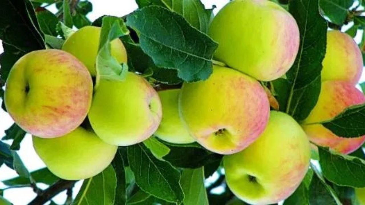 રાસાયણિક પ્રક્રિયાથી તૈયાર કરેલા સફરજન સ્વાસ્થ્ય પર પ્રતિકૂળ અસર કરી શકે છે. તેથી, કૃત્રિમ સ્વીટનર્સનો ઉપયોગ કરીને તૈયાર કરેલા સફરજનનો ઉપયોગ વિવિધ રીતે થાય છે.