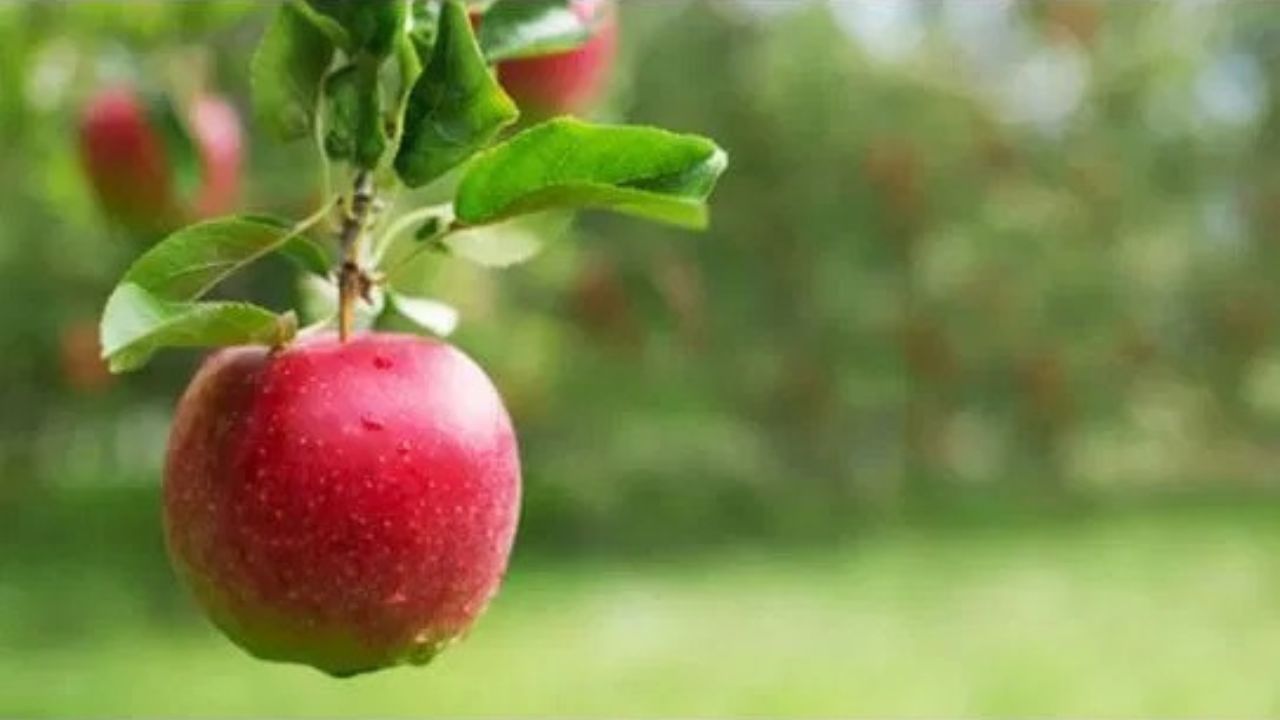 કુદરતી રીતે પાકેલા સફરજનમાં નાના કે મોટા ડાઘ હોઈ શકે છે. જોકે, નકલી અને રાસાયણિક રીતે તૈયાર કરેલા સફરજન ચળકતા અને ડાઘમુક્ત દેખાય છે.