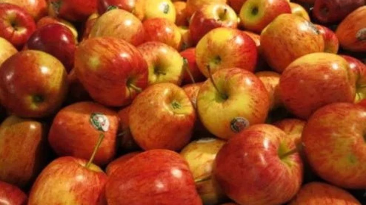 સફરજન કુદરતી રીતે પાકેલું છે કે નહીં તે નક્કી કરવા માટે, તેને અડધા ભાગમાં કાપીને પાણીમાં મૂકો. જો સફરજન તરતું રહે, તો તેને કુદરતી રીતે પાકેલું માનવામાં આવે છે. જો તે ડૂબી જાય, તો તે રસાયણોથી પાકેલું હોઈ શકે છે.(નોંધ : અહીં આપવામાં આવેલી માહિતી ફક્ત આપની જાણકારી માટે છે. સ્થિતિ અનુસાર લક્ષણ અલગ હોય શકે છે.)