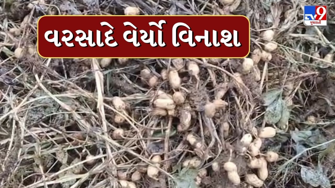 Jamanagar : ખેડૂતોના મોંઢામાંથી કોળીયો છીનવાયો ! કમોસમી વરસાદ વરસતા મગફળી અને કપાસનો પાક બગડ્યો, જુઓ Video