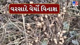 કમોસમી વરસાદ વરસતા મગફળી અને કપાસનો પાક બગડ્યો