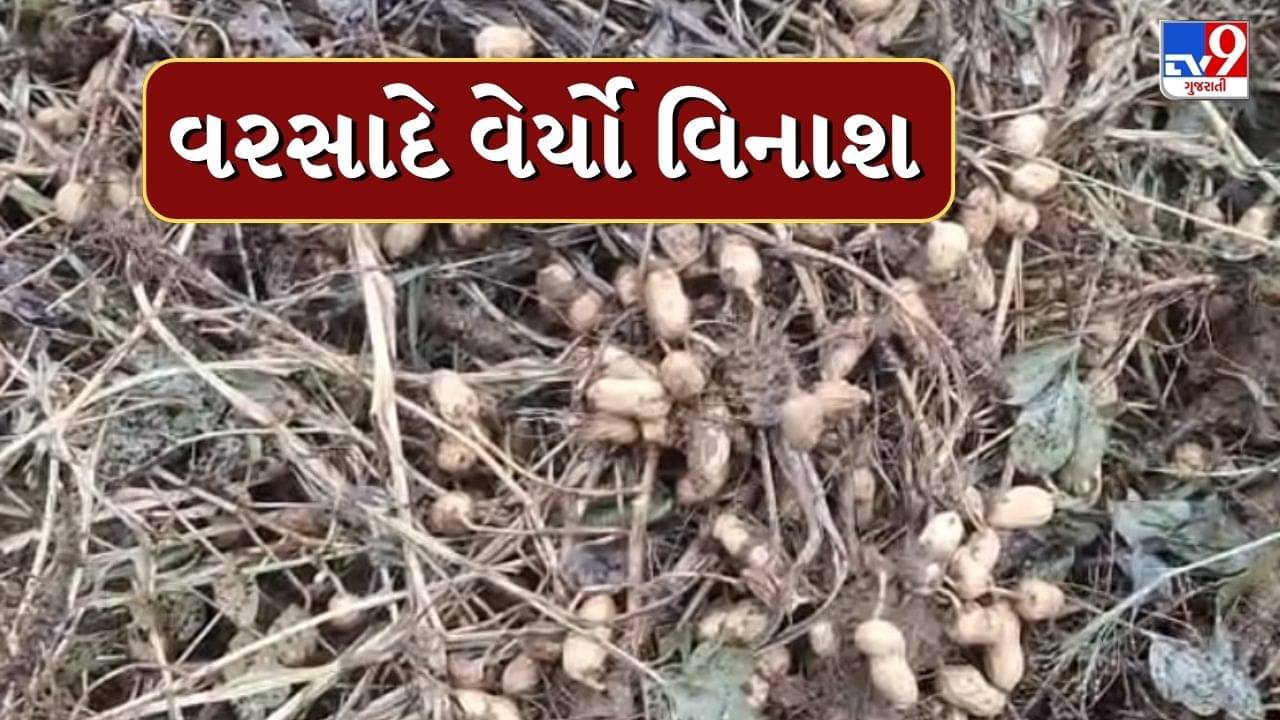 Jamanagar : ખેડૂતોના મોંઢામાંથી કોળીયો છીનવાયો ! કમોસમી વરસાદ વરસતા મગફળી અને કપાસનો પાક બગડ્યો, જુઓ Video