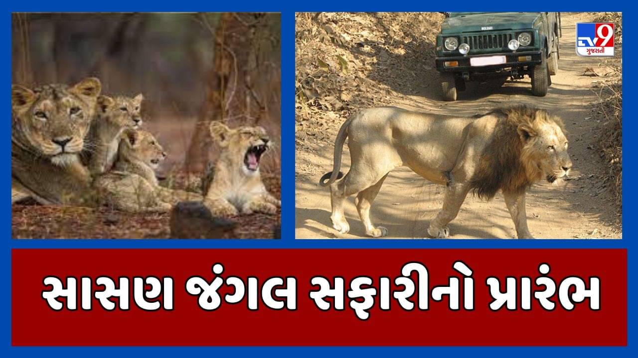 આજથી સાસણ જંગલ સફારીનો પ્રારંભ, 9 દિવસ વહેલા ખોલી દેવામાં આવી સફારી, 10 ઓક્ટોબરે રાષ્ટ્રપતિ દ્રોપદી મૂર્મુ લેશે મુલાકાત