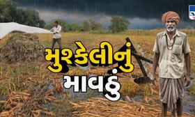 બોટાદમાં માવઠાનો કેર, મગફળી, કપાસને વ્યાપક નુકસાન, સહાયની માગ