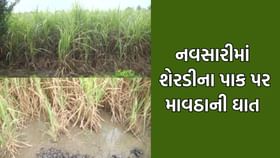 કમોસમી વરસાદથી શેરડીના પાકને વ્યાપક નુકસાન, શ્રમિકોની રોજીરોટી પર સંકટ