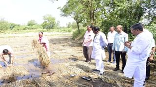 નવસારીના તમામે તમામ 355 ગામમાં માવઠાથી ભારે નુકસાની, 15295 ખેડૂતો અને 18309 હેક્ટર વિસ્તાર પ્રભાવિત